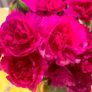 Enjoy Spring season!